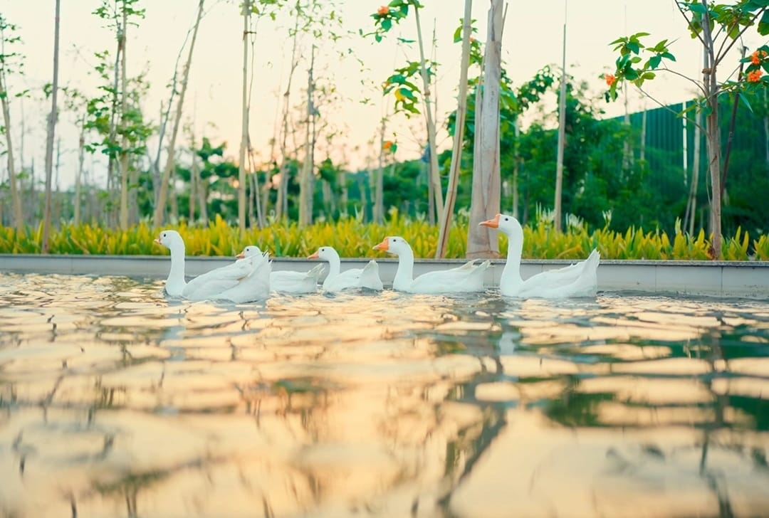 Shubhashish Forest – Premium Nature-Inspired Villas in Ajmer Road, Jaipur